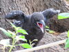 「【悲しいお知らせ】飛べないカラスのガーコちゃんが、遠くへ飛び立ちました・・・」