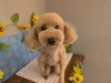 「本日のお客さま♥️トイプードル【大分市中戸次／ドッグサロン／トリミング】」