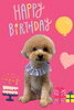 「Dog salon mofu mofu　余市町」