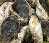 「魚魚市場鮮魚コーナーおすすめは「岩かき」です♪」