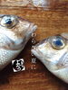 「メイチダイ入荷致しました
【浜町の海鮮居酒屋 上なり】」