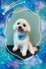 「Dog salon mofu mofu　余市町」