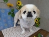 「本日のお客さま♥️ペキニーズ【大分市中戸次／ドッグサロン／トリミング】」