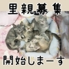 里親募集中！かわいい仔猫たち😺