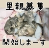 里親募集中！かわいい仔猫たち😺 | 一般社団法人はまじぃの家の
