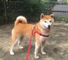 うなぎちゃんシャンプーでした。「トリミング」