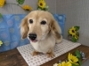 「本日のお客さま♥️カニヘンダックス【大分市中戸次／ドッグサロン／トリミング】」