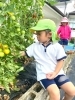たくさんトマトが実っています。「八女で保育園をお探しの保護者様へ」