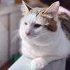 ねこ社員、社長兼癒し係のれんれんです！「まいぷれはじめました」