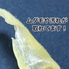 しっかり汚れや産毛がひっついてます「夏の汚れも産毛もスッキリ！マツヤニパック」