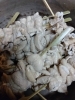 白モツの煮込み串「白モツ」