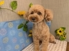 「本日のお客さま♥️トイプードル【大分市中戸次／ドッグサロン／トリミング】」
