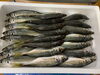 「本日鮮魚入荷いたしました。[岩牡蠣は７月から販売致します。]」