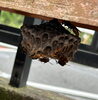 手の届く身近な場所に蜂の巣💦これは怖い😱「危険⚠️🐝ハチやハチの巣を見かけたら、ベンリー福山東にご相談下さい‼️」
