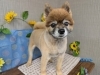 「本日のお客さま♥️ポメラニアン【大分市中戸次／ドッグサロン／トリミング】」