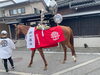 会社の近くを通る御神馬「加藤組の村上大祭【村上市の総合建設業｜加藤組】」