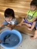 「八女市で保育園をお探しの保護者様へ　👨園長先生の生き物触れ合い体験🐟」