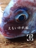 「天然ダイ入荷致しました
【浜町の海鮮居酒屋 上なり】」