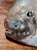 「マナガツオ入荷致しました
【浜町の海鮮居酒屋 上なり】」