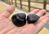 涸沼のしじみは、日本3大しじみ！ | 鉾田市みのわ水鳥公園のニュース