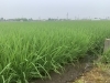 さらにスクスク育っています！「田植え後2ヶ月です」