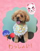 「Dog salon mofu mofu　余市町」