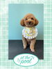 「Dog salon mofu mofu　余市町」