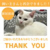 「【無事再会！】新居浜市宇高町付近で迷子になった猫の雫ちゃん。飼い主さんと再会できました！」