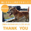 「【無事再会！】新居浜市庄内町付近で保護された迷い犬は飼い主さんと再会できました！」