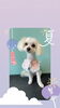 「Dog salon mofu mofu　余市町」