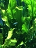 暑いので、水族館で撮った写真です「蒸しますねぇ」
