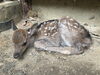 「キュウシュウジカの出産」