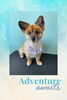 「Dog salon mofu mofu　余市町」