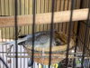 「小さな小さな鳩」