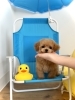 レイニーちゃん　🐣「パパ＆ママ募集中〜💕　ティーカップ・プードルちゃん」