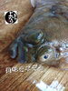 「マコガレイ入荷致しました
【浜町の海鮮居酒屋 上なり】」