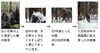 「ひのき材の品質【木曽ひのきをはじめ、サワラ、ネズコ、コウヤマキ等を取り扱っている木材店】」