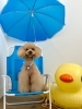 桃ちゃん　はちみつ泡パックご利用💕「サマービーチ🏖️」