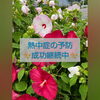 熱中症予防「昨年51日連続点滴の熱中症の60代女性は漢方で今日まで０回！ [福島県福島市の漢方薬局]」