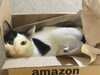 猫って癒し系ですよね「親の成長」