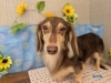 「本日のお客さま♥️ミニチュアダックス【大分市中戸次／ドッグサロン／トリミング】」