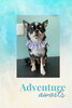 「Dog salon mofu mofu　余市町」