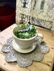 写真はイメージです「多肉植物の寄せ植え教室🪴」