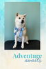 「Dog salon mofu mofu　余市町」