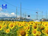 「【西条市下島山】渦井川河川敷のひまわり畑！（2024年7月21日（日）撮影）」