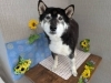 「本日のお客さま♥️柴犬【大分市中戸次／ドッグサロン／トリミング】」