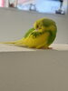 新しいベット🦜ボボです「けいさんは8月の出勤日のお知らせ」
