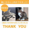 「【無事再会！】新居浜市大生院付近で迷子になった猫のこむぎくん。飼い主さんと再会できました！」
