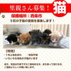 「ねこちゃんの里親さん募集のお知らせ！」
