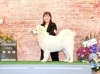 パピーBOB記念写真「サモエド 雅空くん JKC展覧会出陳【札幌 北区 catbeard キャトビヤード⠀】」